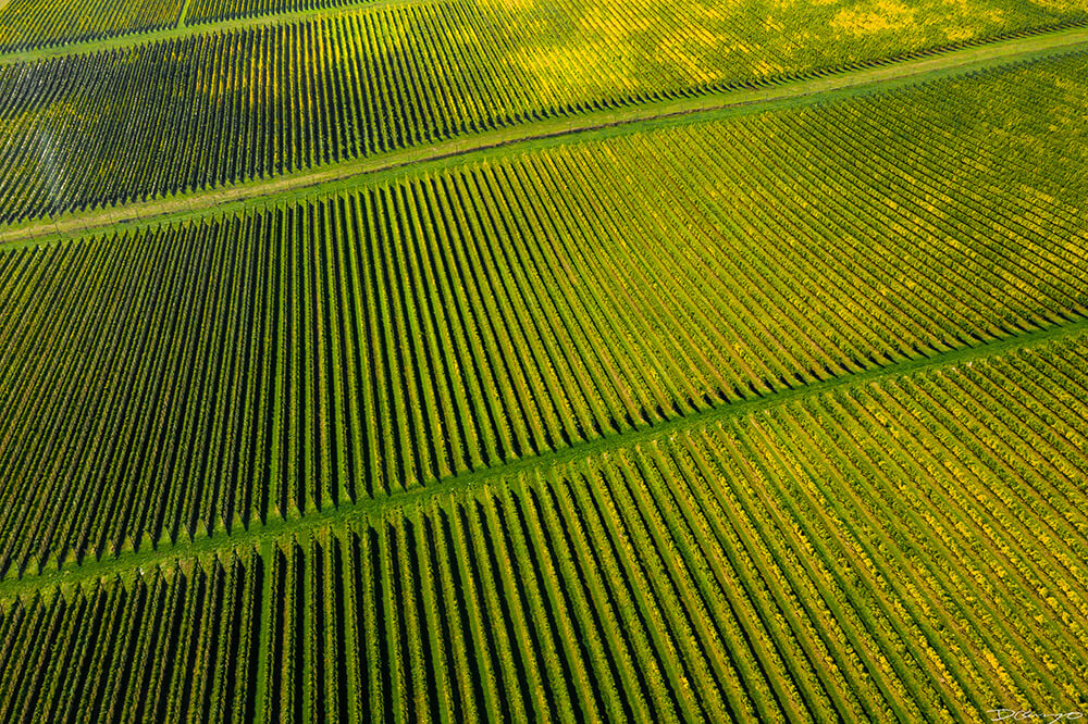 Photos with Communique Wines in McMinville, Oregon, in the Fall of 2020.